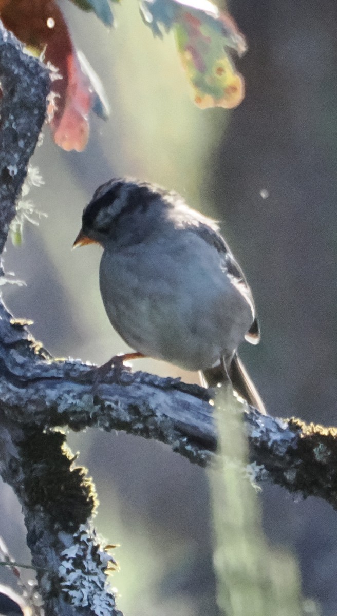 White-crowned Sparrow - ML640096859