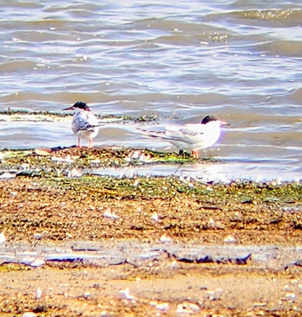 Forster's Tern - ML640096924