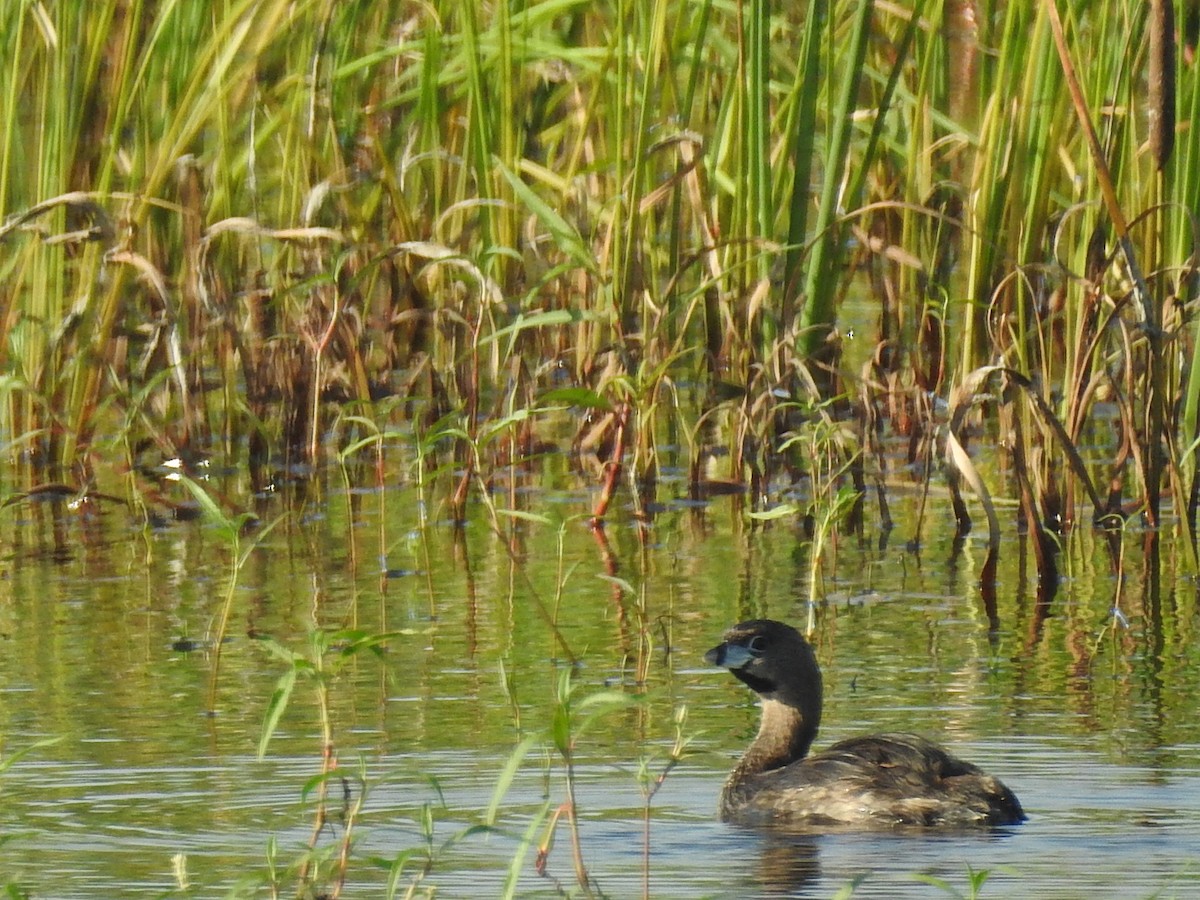Pied-billed Grebe - ML640096927