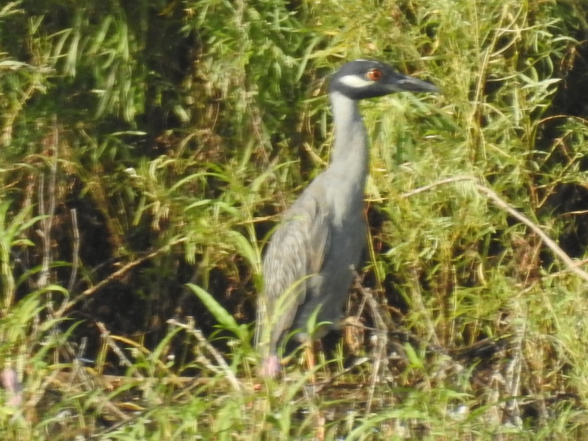Yellow-crowned Night Heron - ML640096945