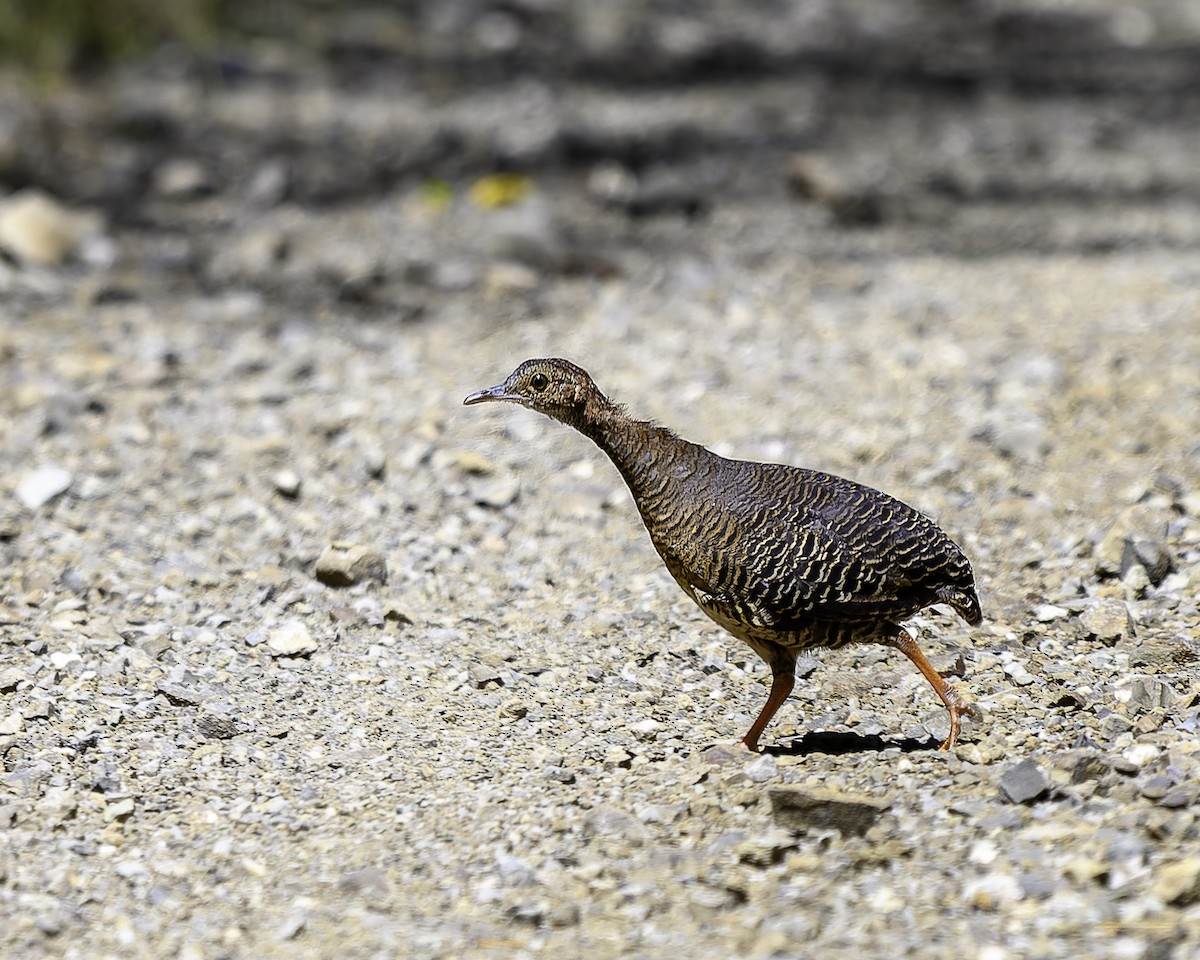 Thicket Tinamou - ML640096968