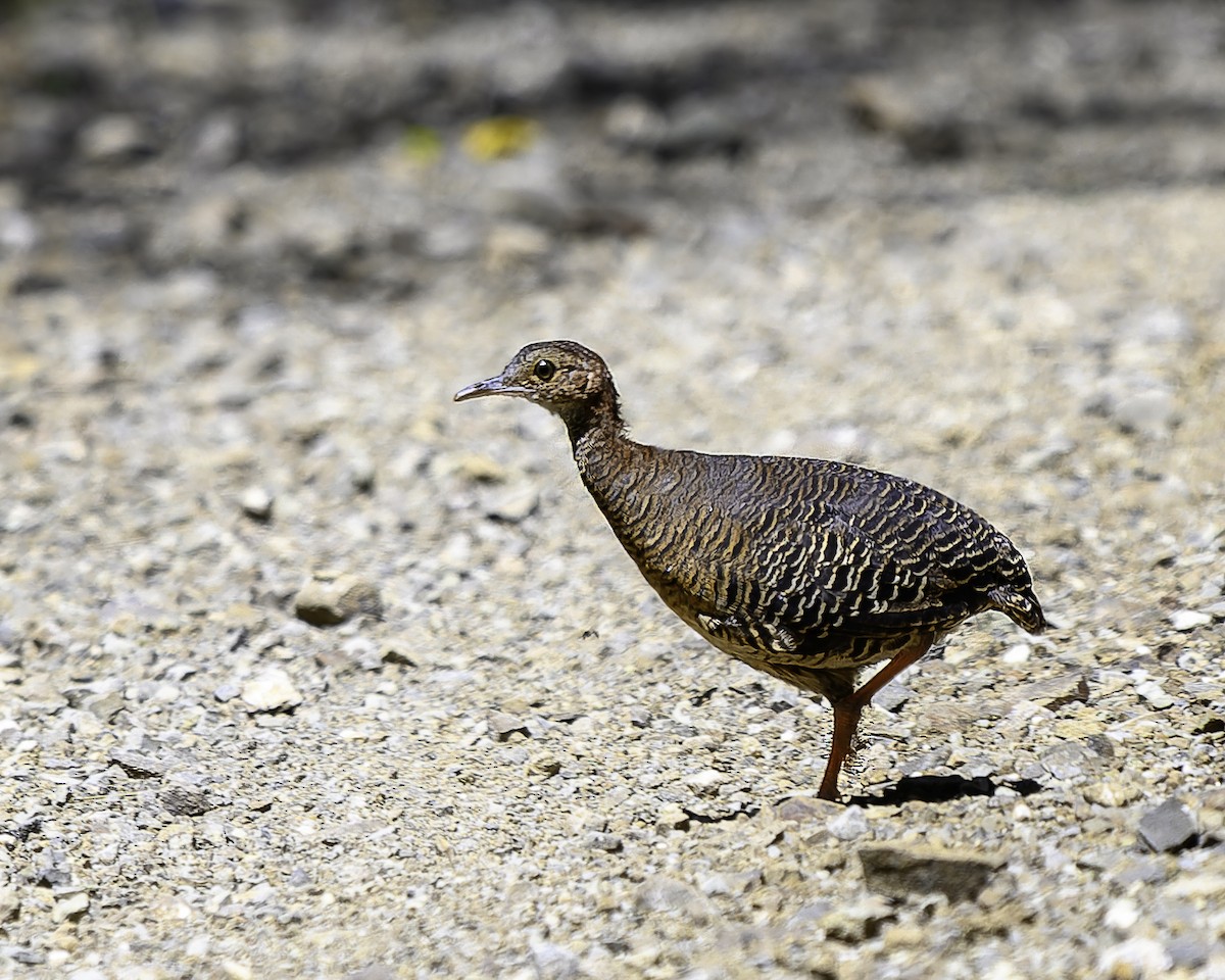 Thicket Tinamou - ML640096969