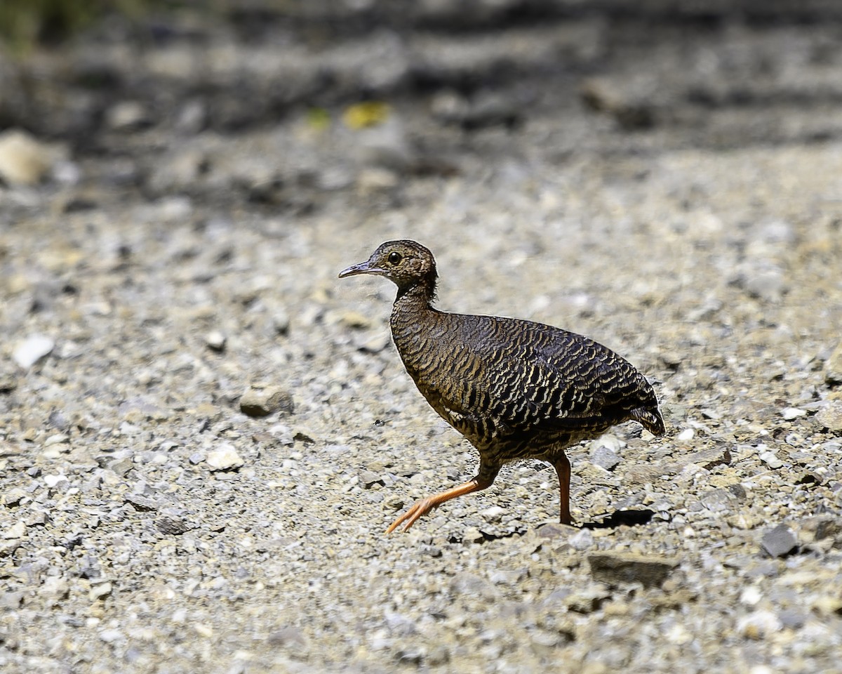 Thicket Tinamou - ML640096970