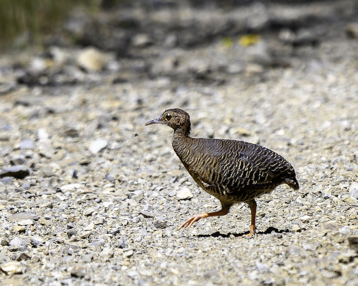 Thicket Tinamou - ML640096971