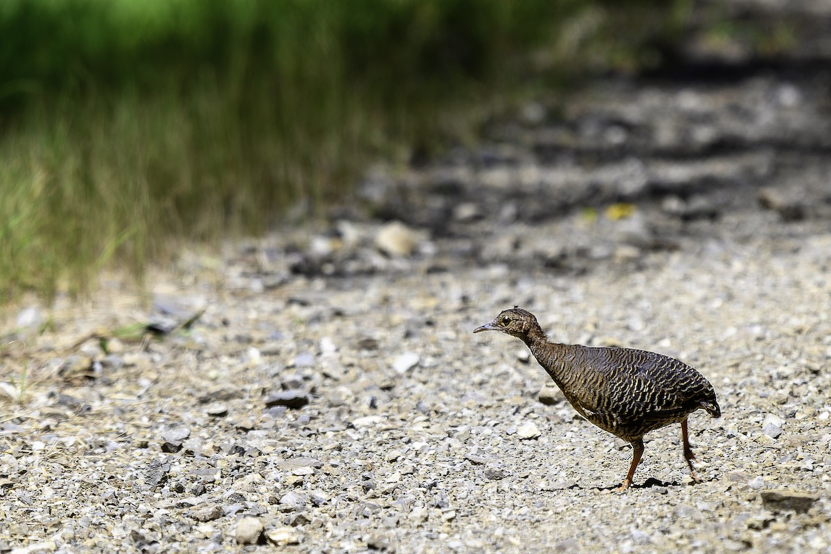 Thicket Tinamou - ML640096973