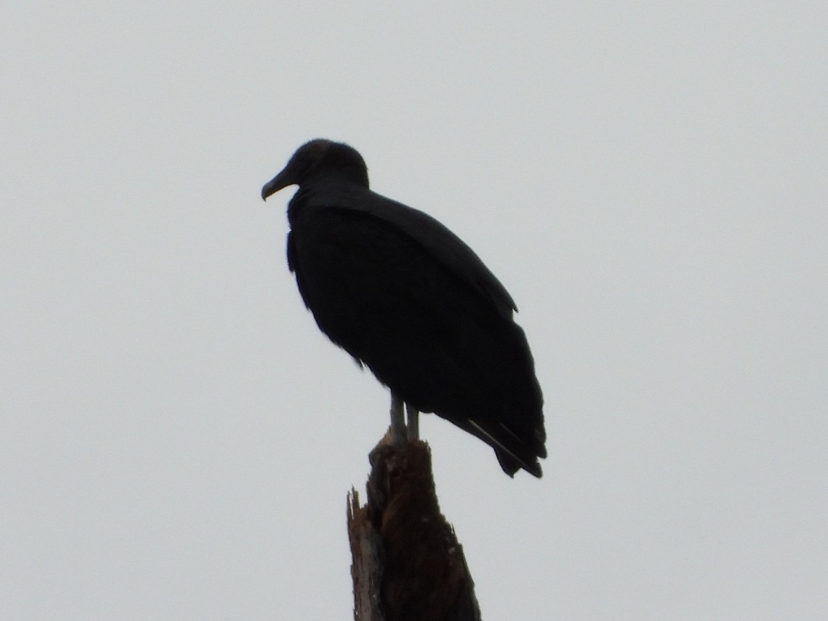 Black Vulture - ML640097004