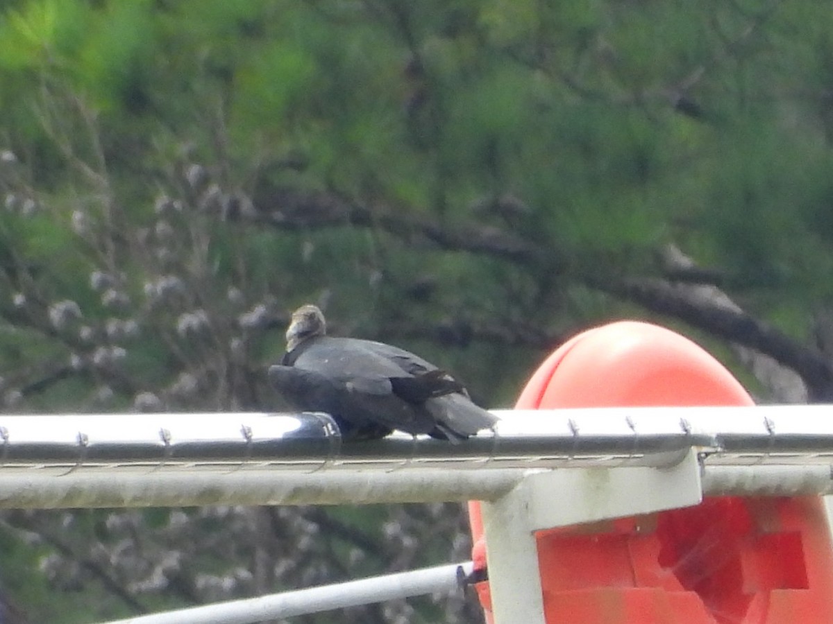 Black Vulture - ML640097008