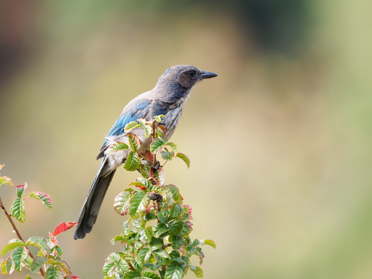 California Scrub-Jay - ML640097069
