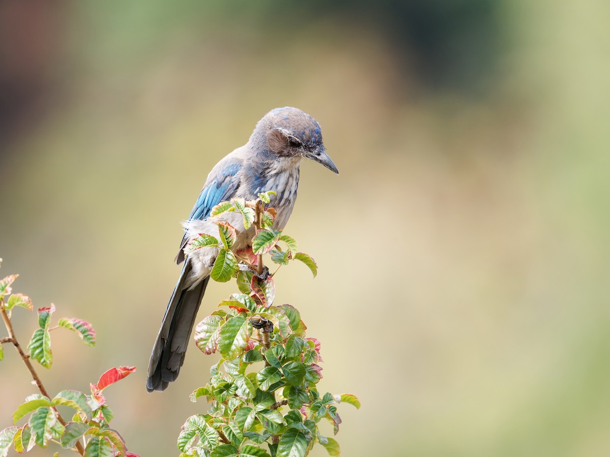 California Scrub-Jay - ML640097070