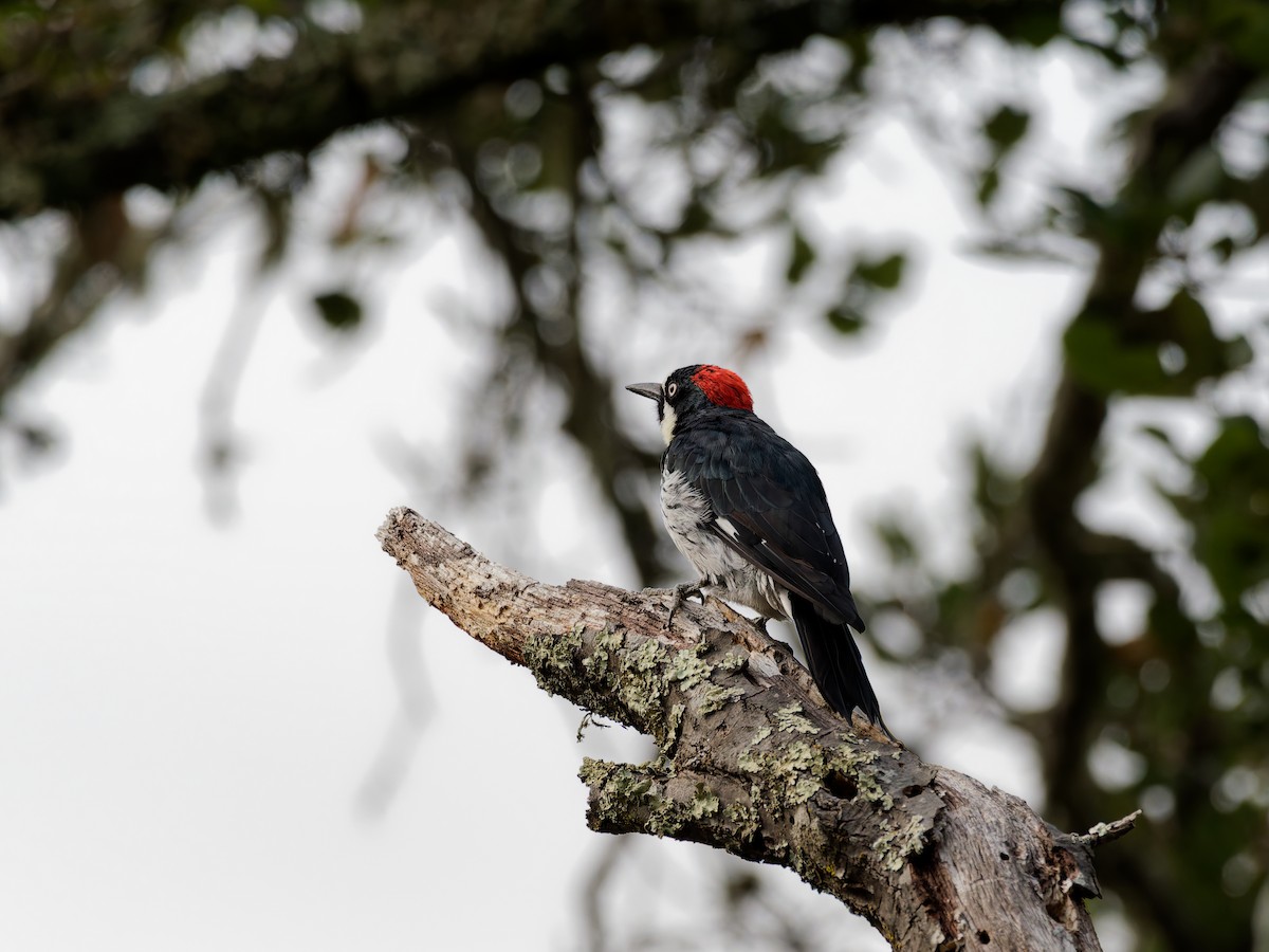 Acorn Woodpecker - ML640097071