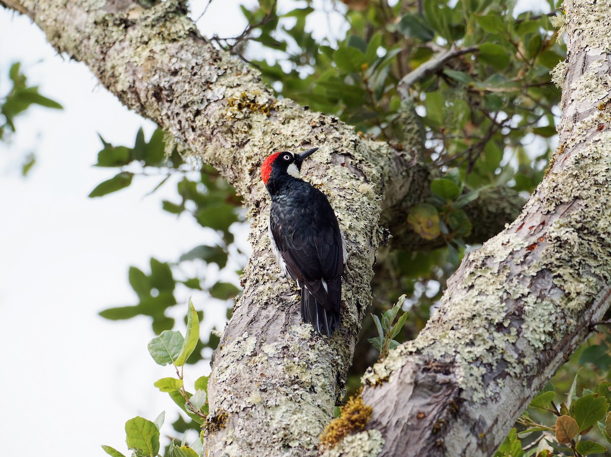 Acorn Woodpecker - ML640097072