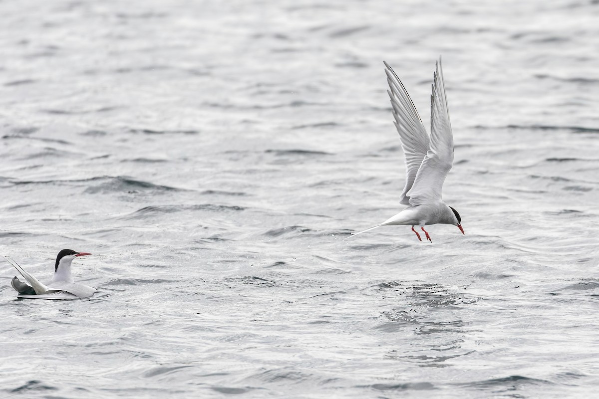 Arctic Tern - ML640097074
