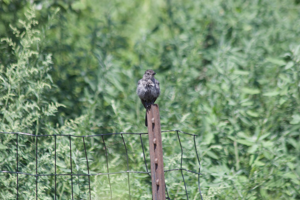 Gray Catbird - ML640097132