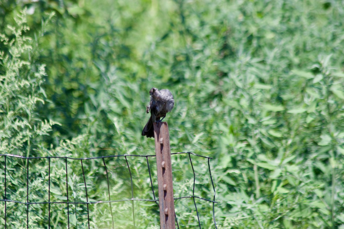 Gray Catbird - ML640097139