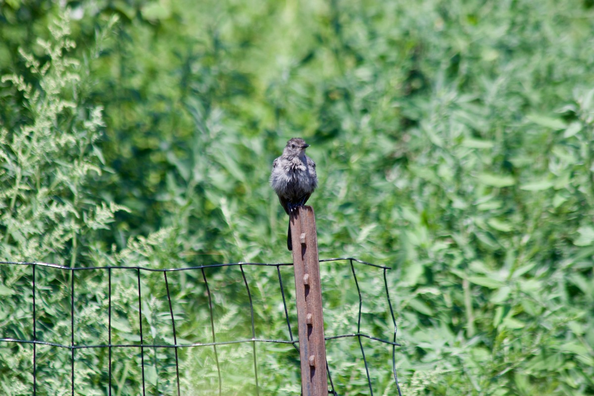 Gray Catbird - ML640097143