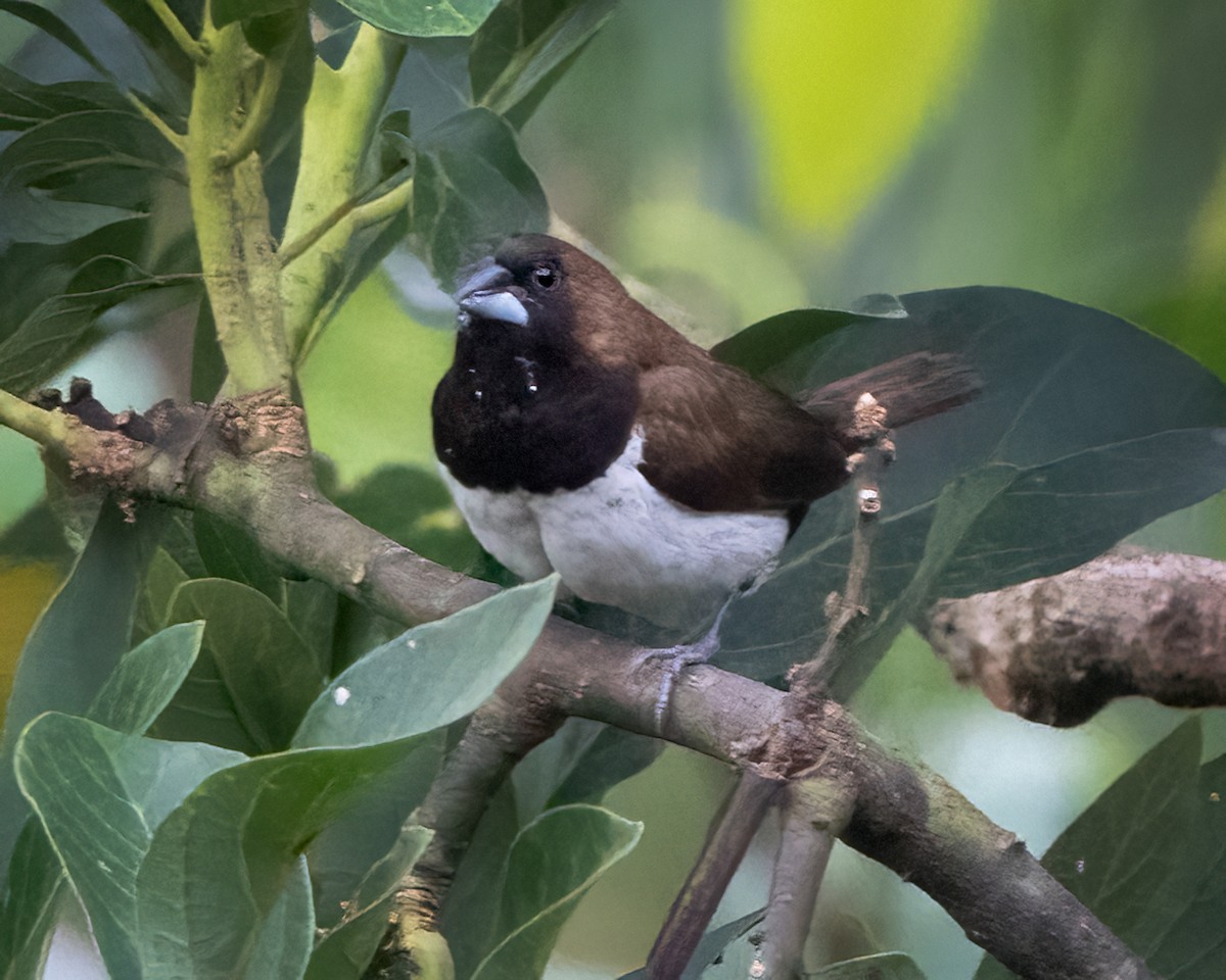 Javan Munia - ML640097187