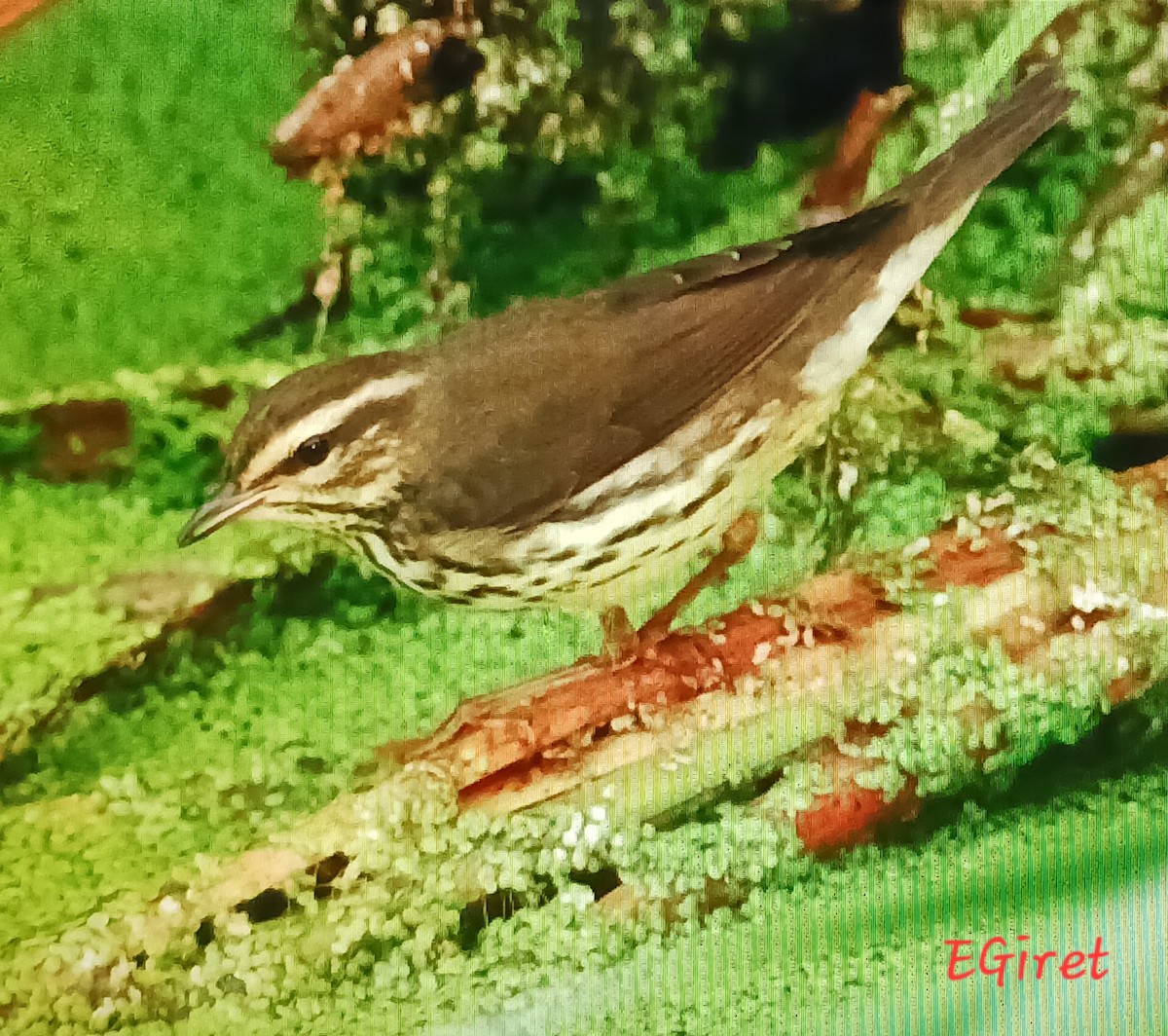 vannparula - ML640097227