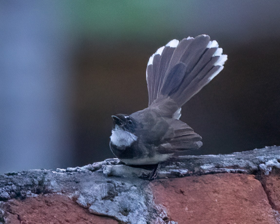 Malaysian Pied-Fantail - ML640097302
