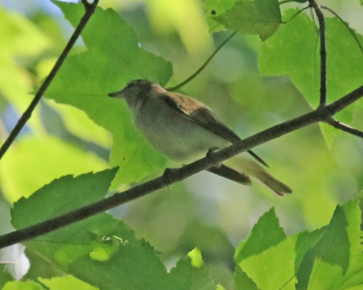 rødøyevireo - ML640097393