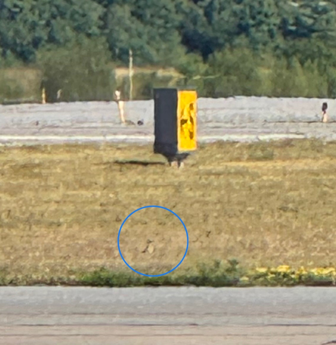 Upland Sandpiper - ML640097397