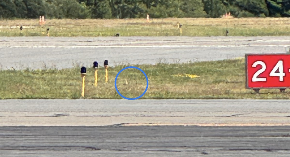 Upland Sandpiper - ML640097398