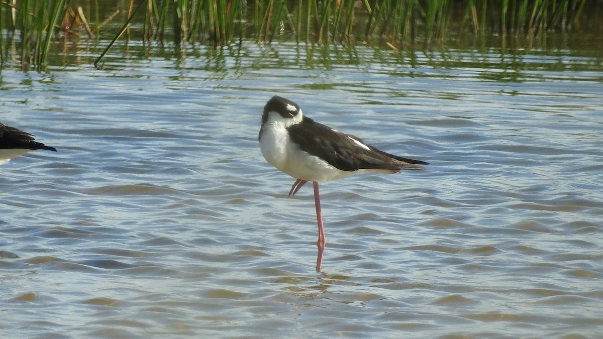 Schwarznacken-Stelzenläufer - ML640097418
