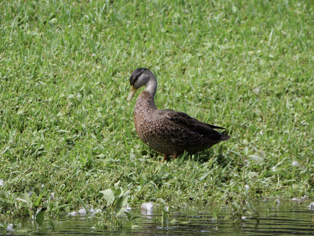 Mallard x Mottled Duck (hybrid) - ML640097600