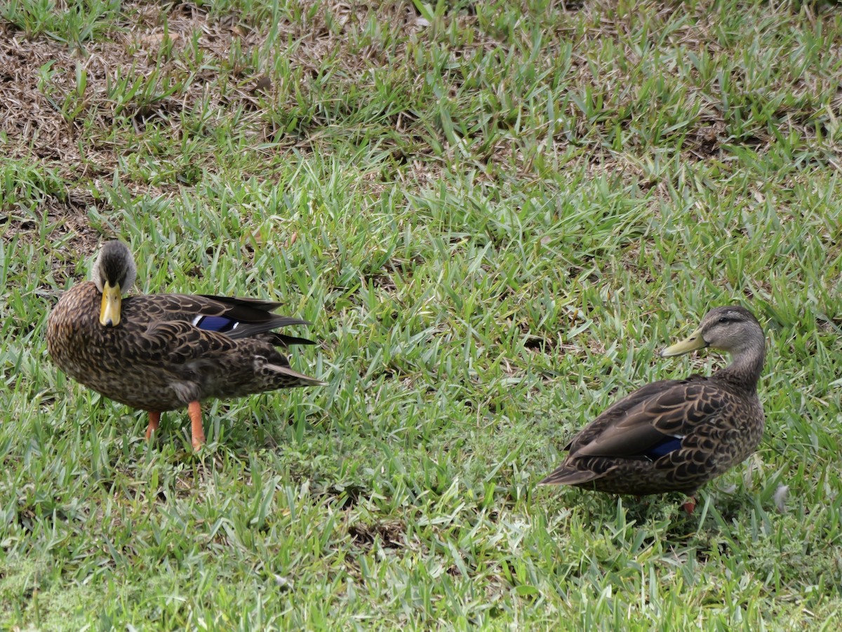 Mallard x Mottled Duck (hybrid) - ML640097603