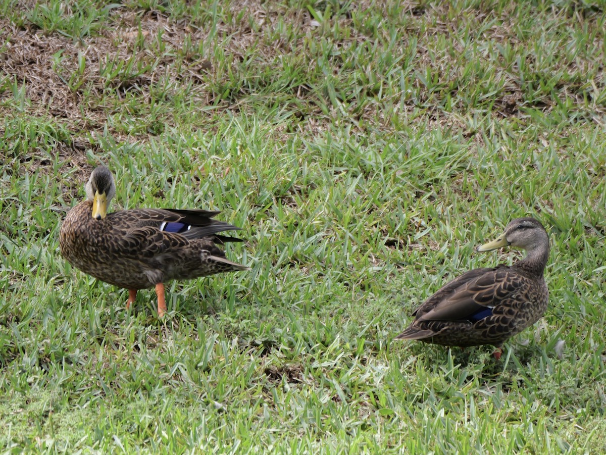 Mallard x Mottled Duck (hybrid) - ML640097604