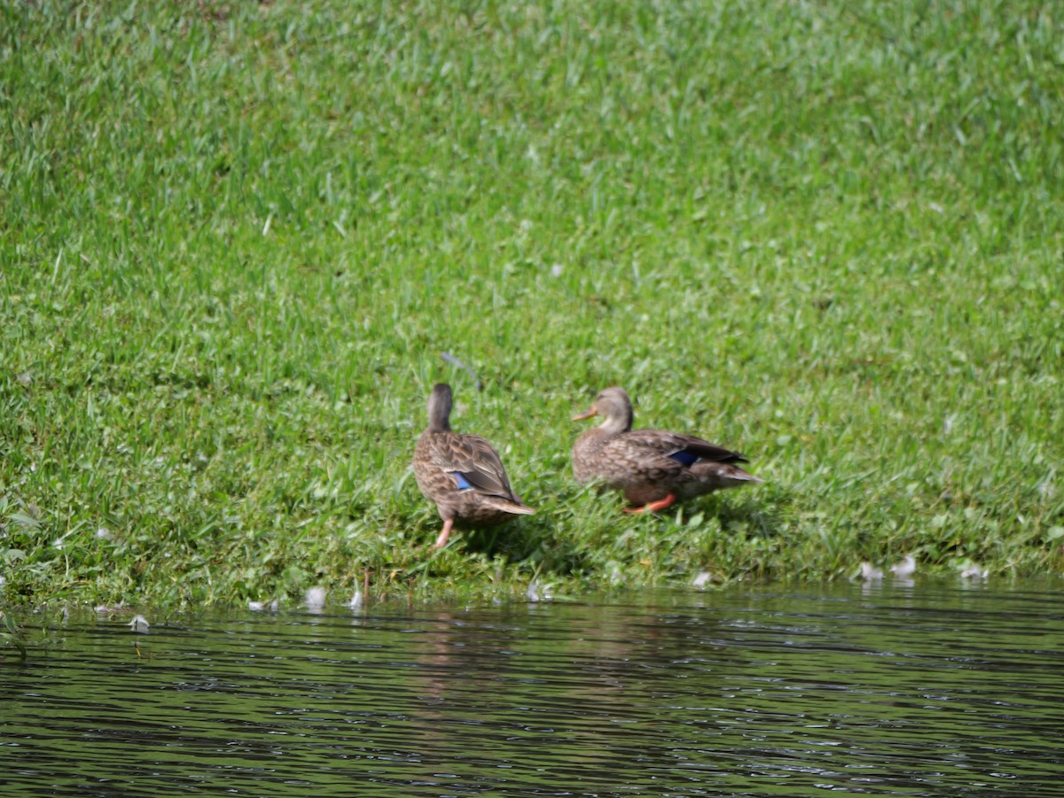 Mallard x Mottled Duck (hybrid) - ML640097605