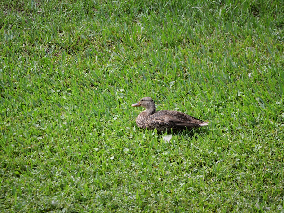 Mallard x Mottled Duck (hybrid) - ML640097606