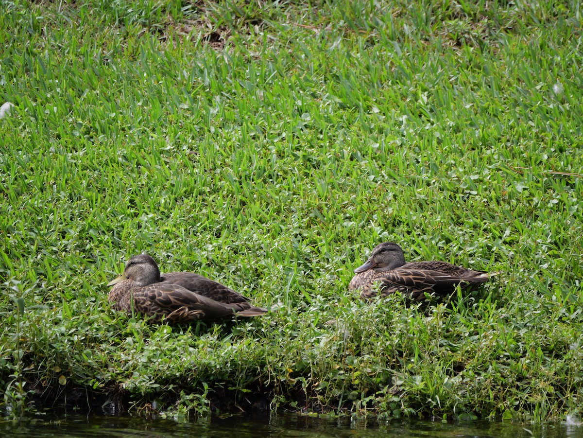 Mallard x Mottled Duck (hybrid) - ML640097607
