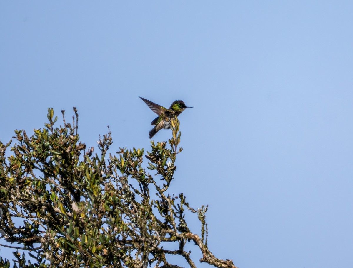 Colibri du Chili - ML640097655