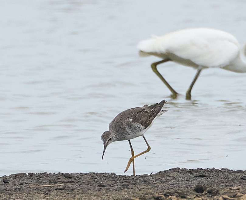 Lesser Yellowlegs - ML640097657