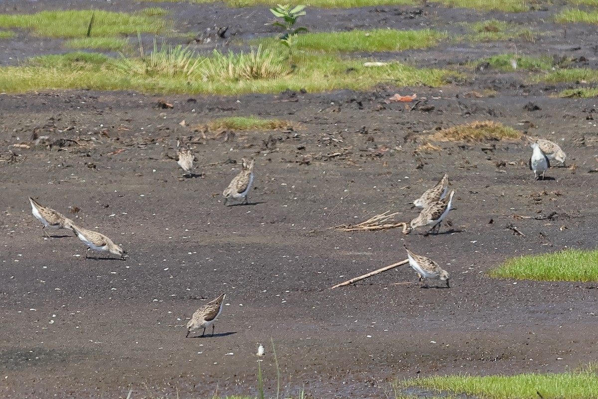 Semipalmated Sandpiper - ML640097797