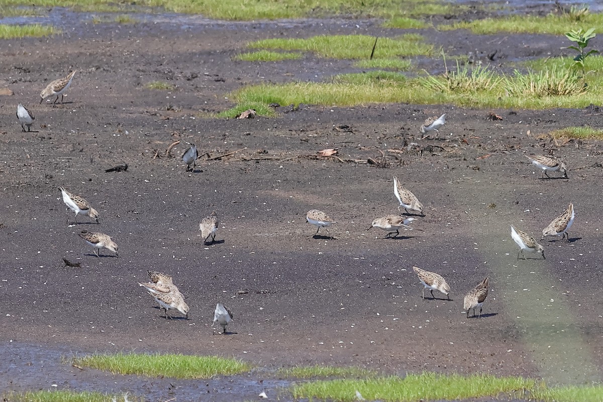 Semipalmated Sandpiper - ML640097798
