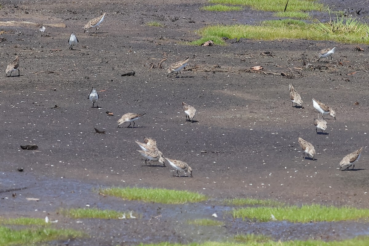 Semipalmated Sandpiper - ML640097799