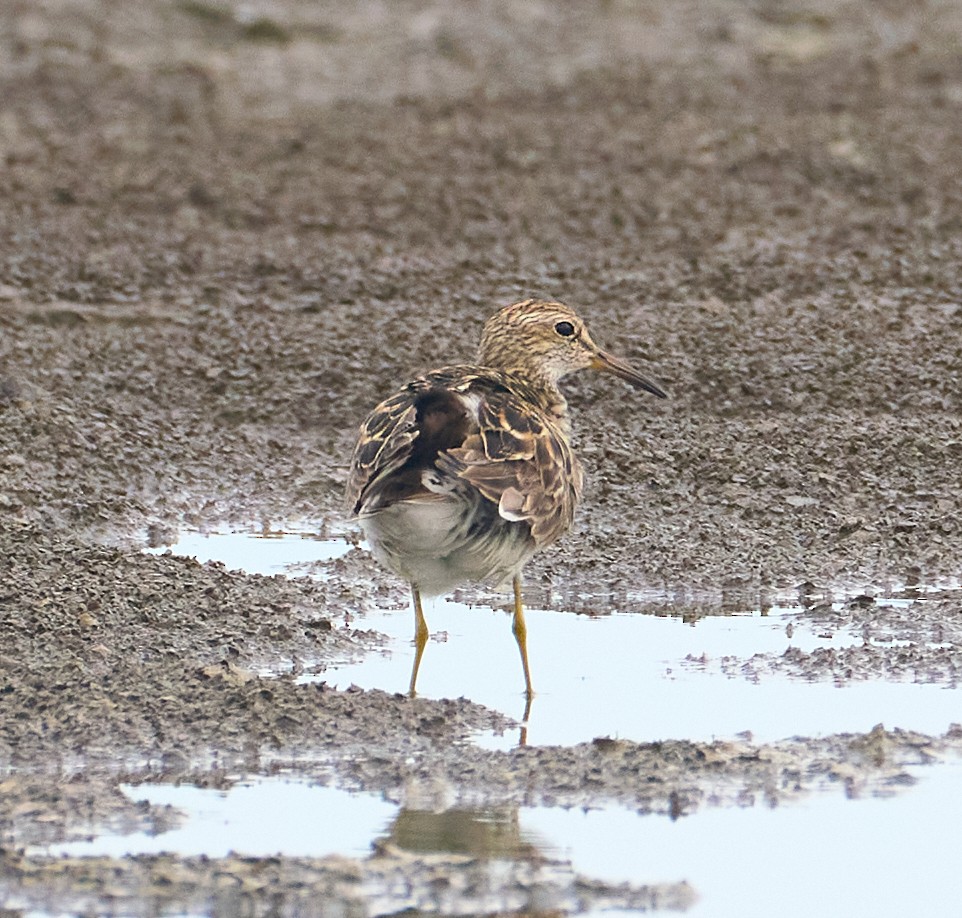 Pectoral Sandpiper - ML640097849