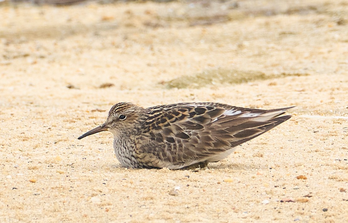 Pectoral Sandpiper - ML640097850