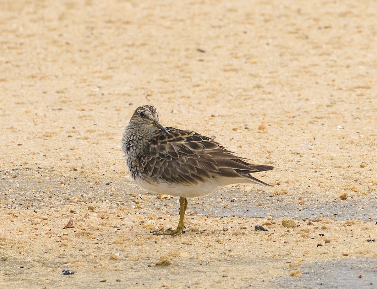 Pectoral Sandpiper - ML640097851