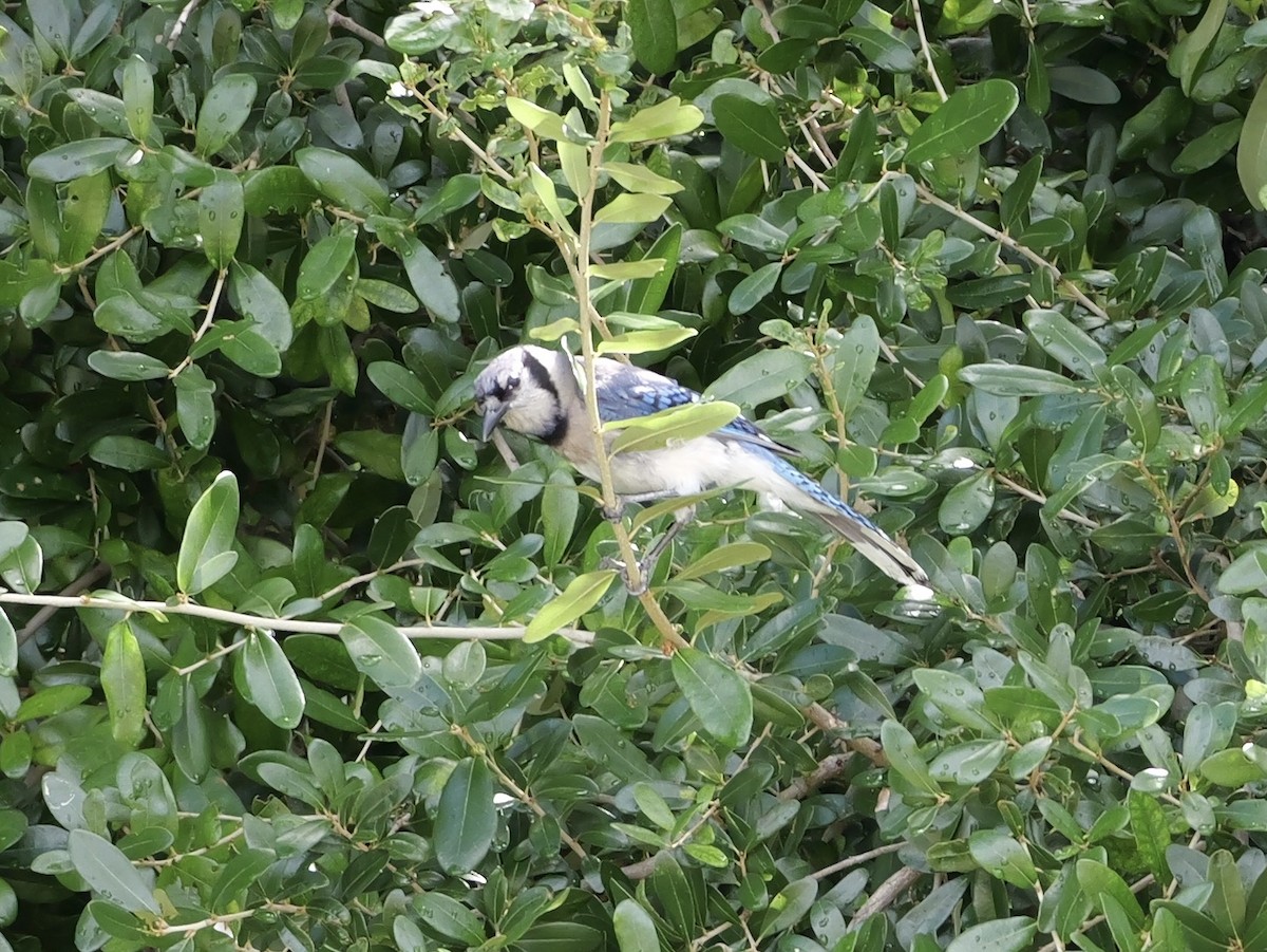 Chara Azul - ML640097872