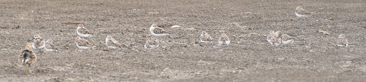 Semipalmated Sandpiper - ML640097898