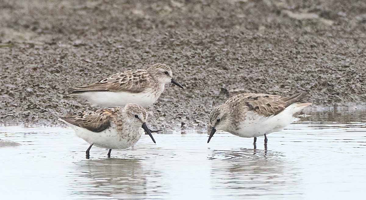 Semipalmated Sandpiper - ML640097906