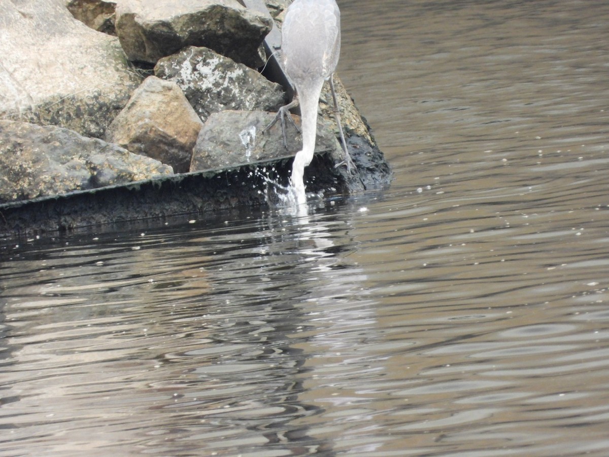 Great Blue Heron - ML640097918