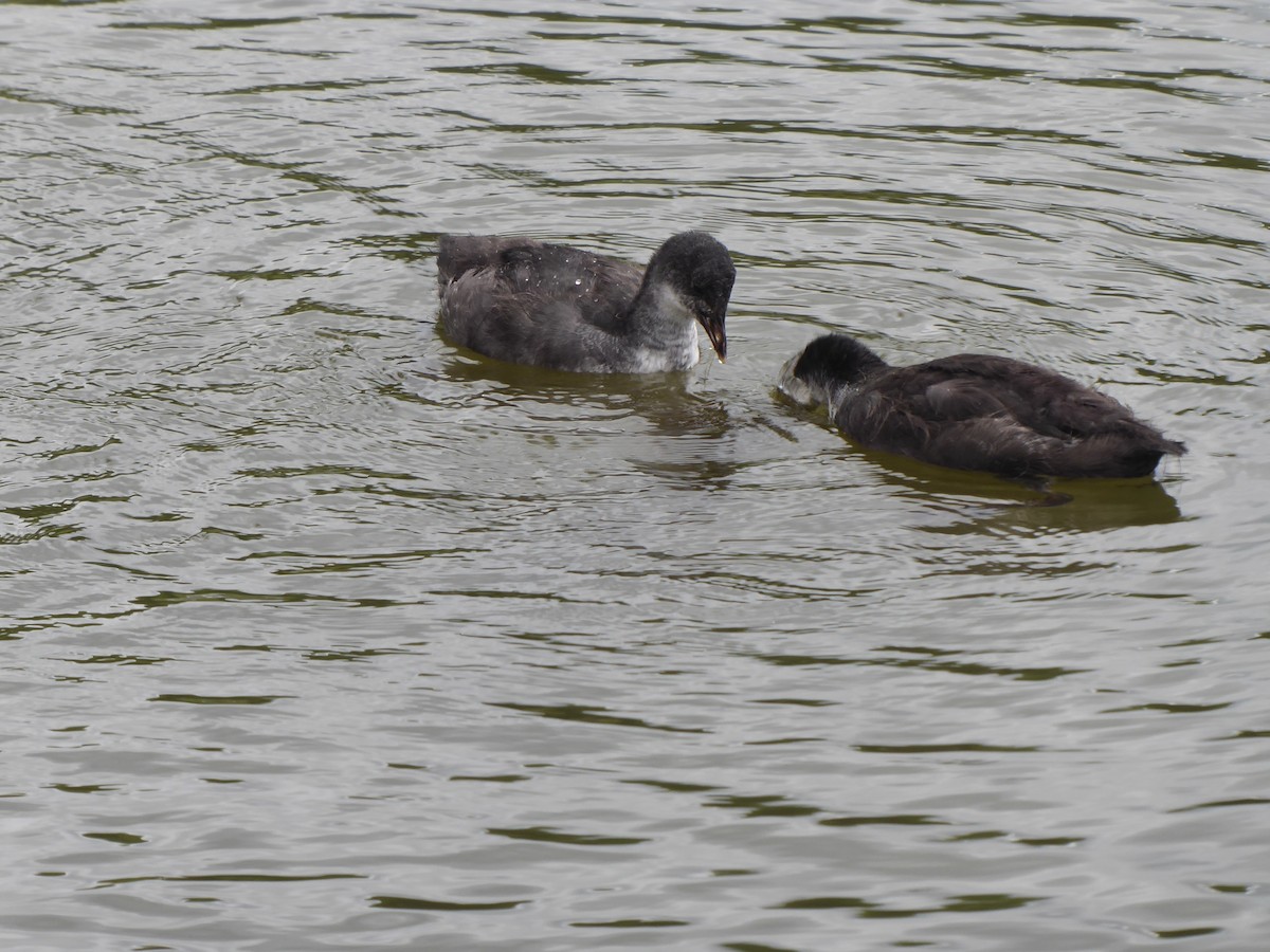 Eurasian Coot - Roy Fabry