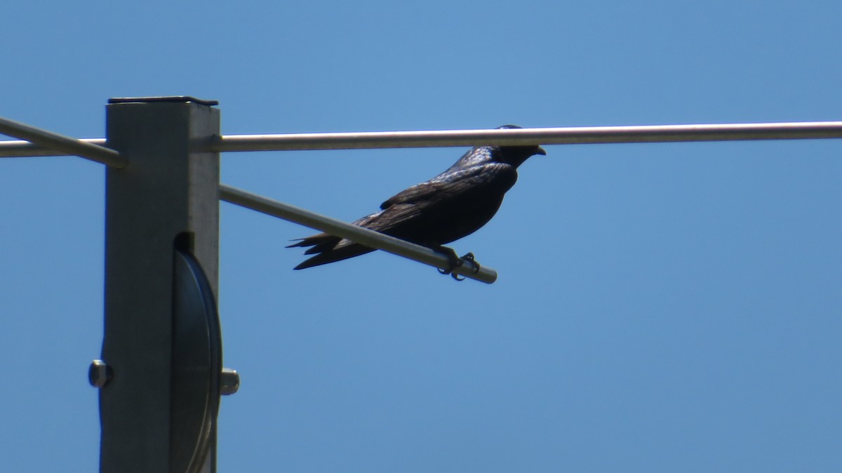 Purple Martin - ML640097951