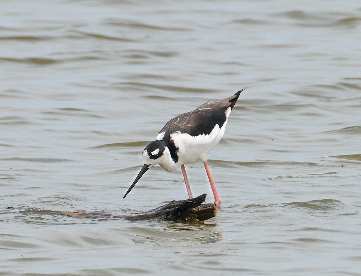 Black-necked Stilt - ML640097953