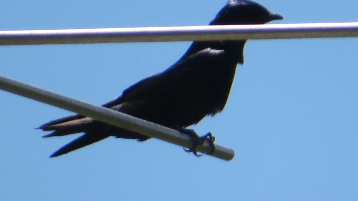 Purple Martin - ML640097955