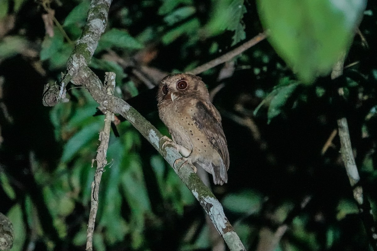 Reddish Scops-Owl - ML640097994