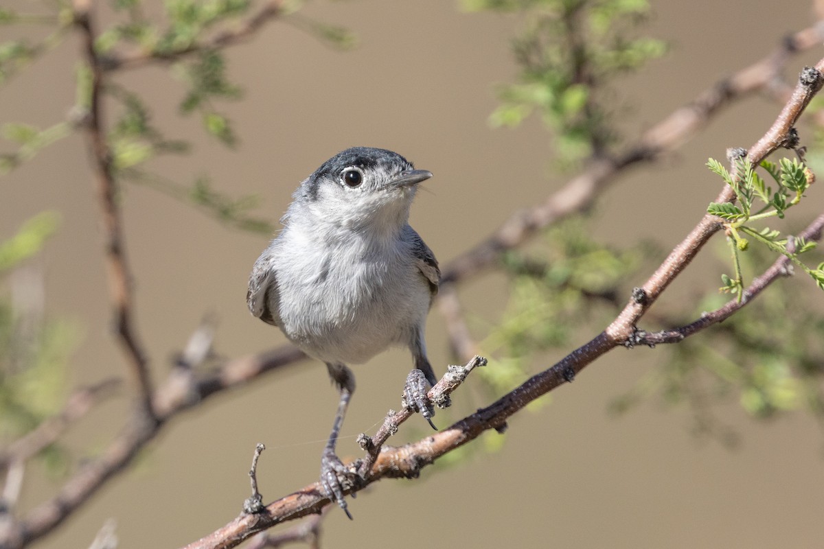 Black-tailed Gnatcatcher - ML640098003